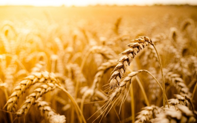 wheat-field-golden-sun-bokeh-1680×1050